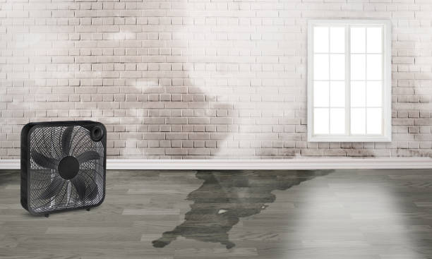 Best Basement water damage restoration  in Piednt, MO